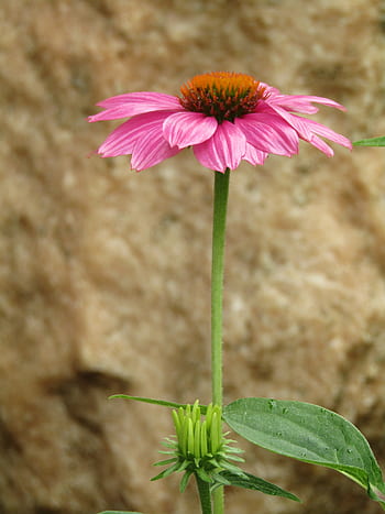 Fotos flor estrella rosa libres de regalías | Pxfuel