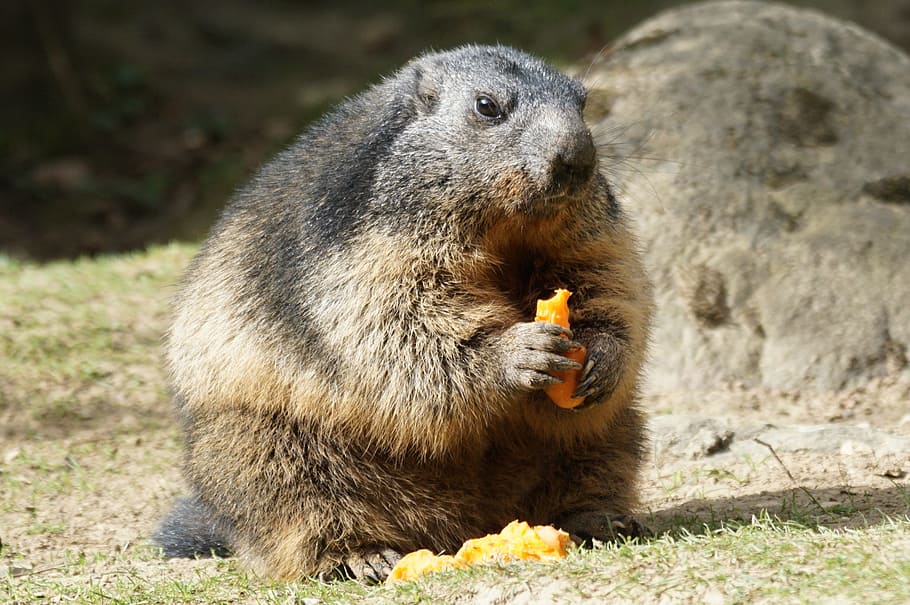 gray, brown, beaver, eating, fruit, marmot, food, close, rodent, animal wildlife