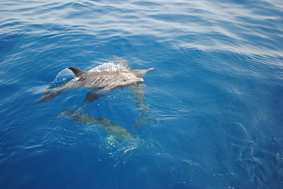 gray, dolphin swing, water, Dolphin, Nature, Ocean, Wild, Venezuela, wildlife, one animal