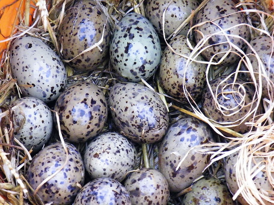 갈매기 계란, 계란, 갈매기, 새, 자연, 새의 둥지, 번식, 먹다, 부화, 음식