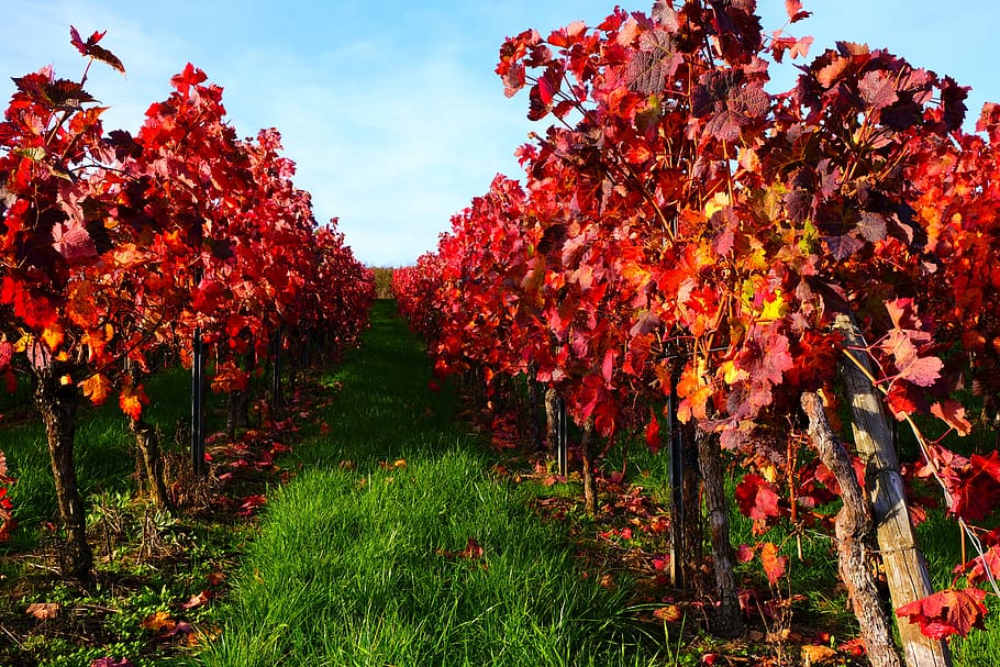 kebun anggur, tanaman merambat, anggur, musim gugur, pertanian, winegrowing, merambat, Rebstock, Daun-daun, Jerman