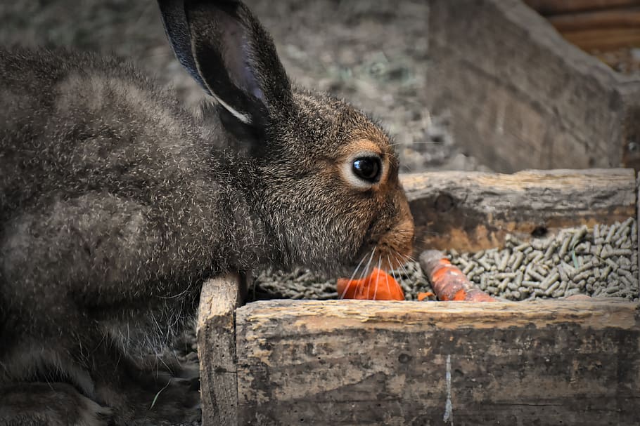 hare, rabbit, food, carrot, nager, animal, cute, nature, animal world, pet