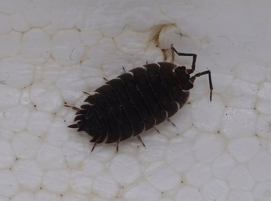 porcellio scaber, assel, terrestrial isopod, knapsack cancer, animal, animal themes, animal wildlife, one animal, animals in the wild, insect