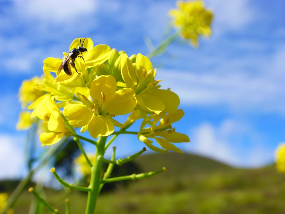 Fertilización, abeja, flor, polinización, insecto, naturaleza, amarillo, azul, primavera, planta