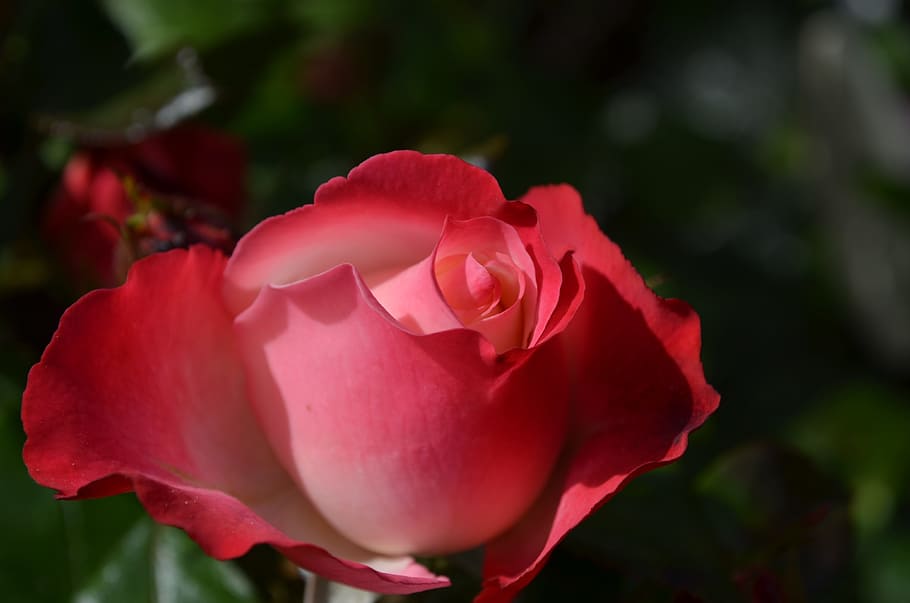 赤 バラ つぼみ 昼間 花 赤いバラ 不完全 バラの花 開花植物 自然の美しさ Pxfuel