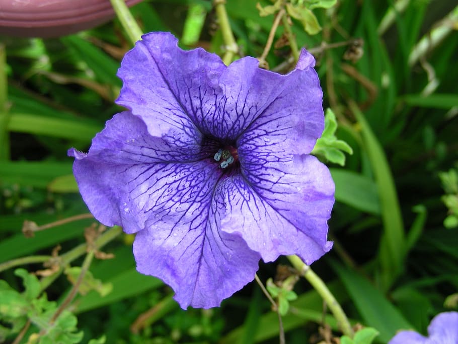 紫, 紫のペチュニア, 花, ペチュニア, 紫の花, 夏, 夏の花, 開花植物, 花弁, 植物