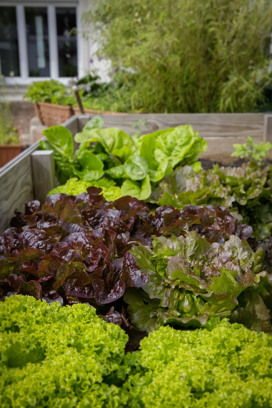 verde, morado, hojeado, plantas, jardinería urbana, locavore, regional, bio, saludable, ensalada