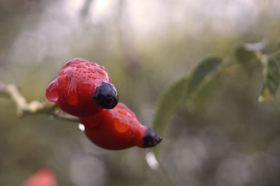 rosehips, bush, crop, red, just add water, raindrop, autumn, plant, nature, berry