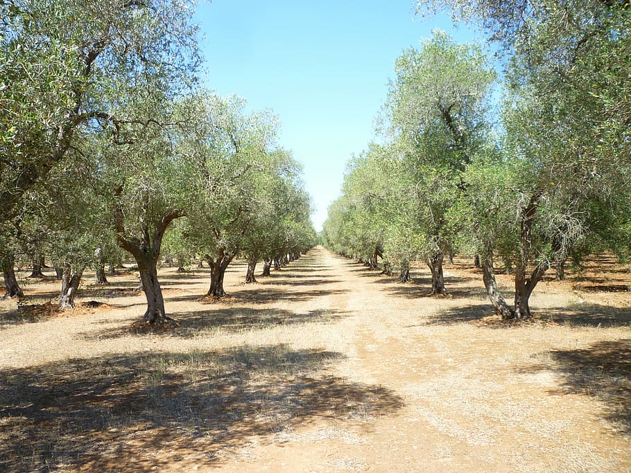 árboles verdes, olivar, puglia, aceite, plantas de olivo, agricultura, cosecha de aceitunas, verde, cultivar, oliva