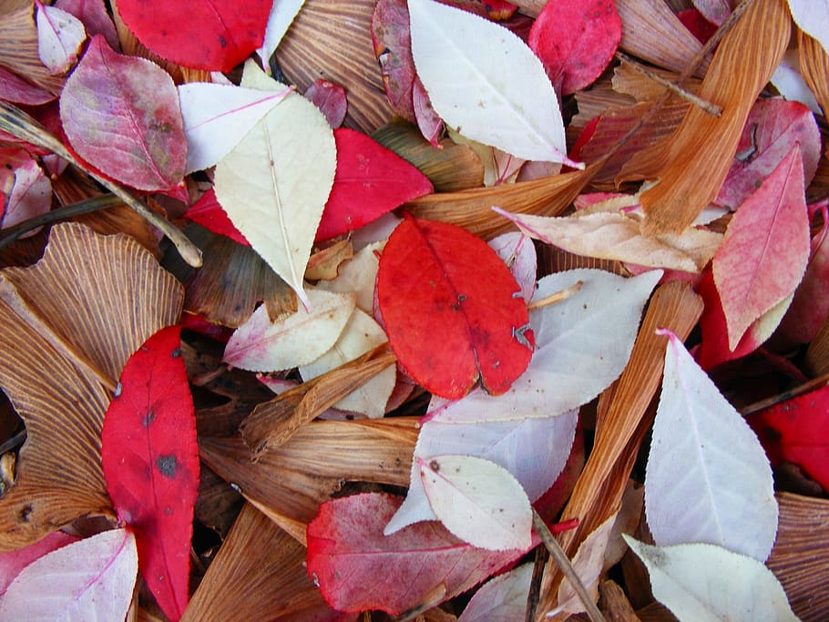 Leaves, Leaf, Nature, Fall, Autumn, colorful, coloured, kentucky, close-up, outdoors