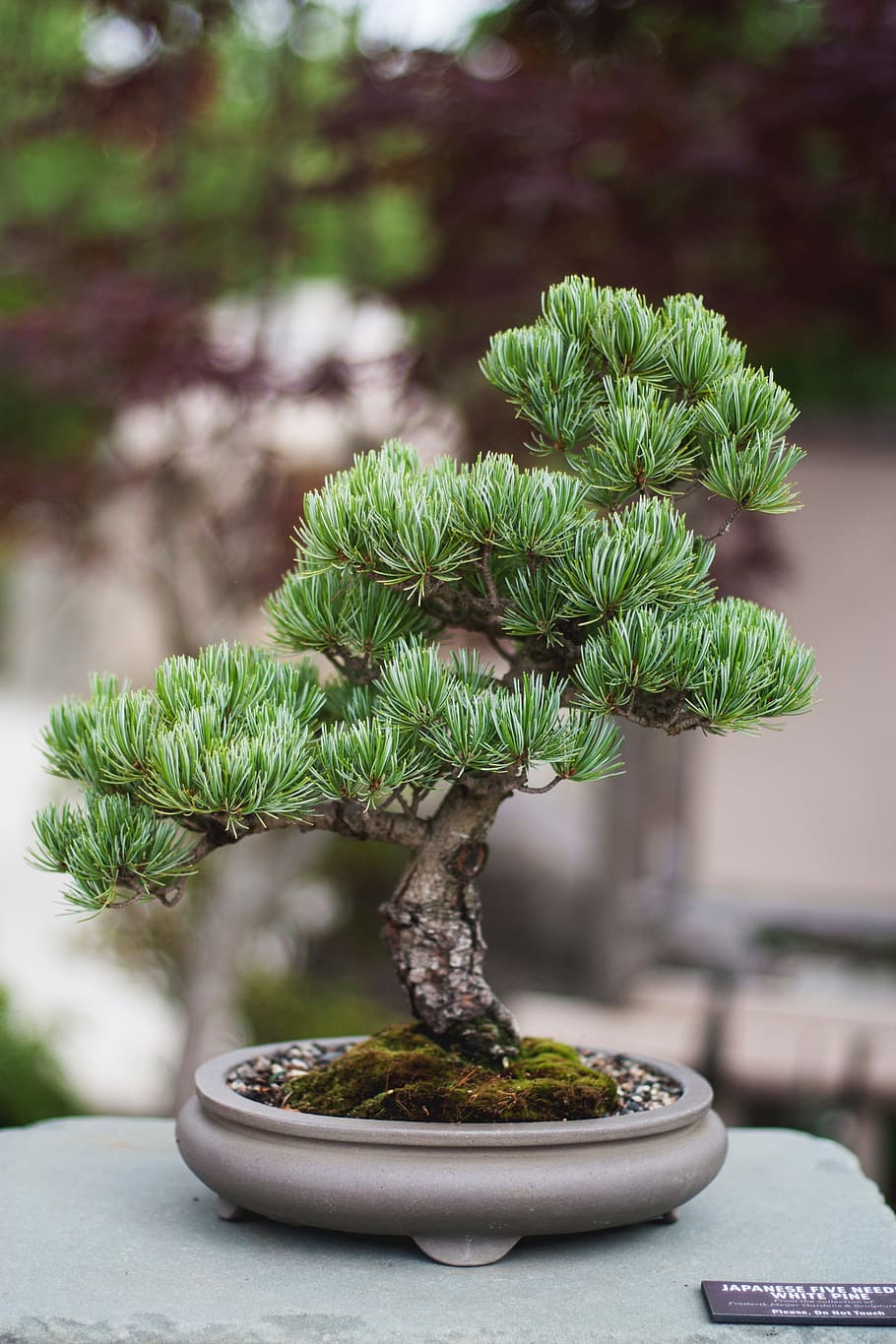close-up, selective, focus photo, bonsai tree, plant, leaves, nature, bokeh, stem, pot