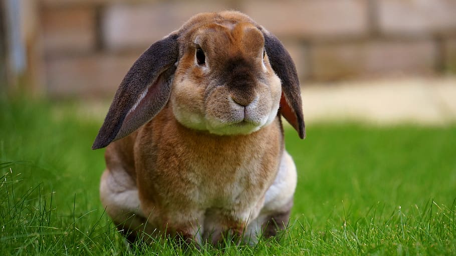 animals, mammals, rabbits, hares, furry, adorable, cute, fluffy, ears, sit