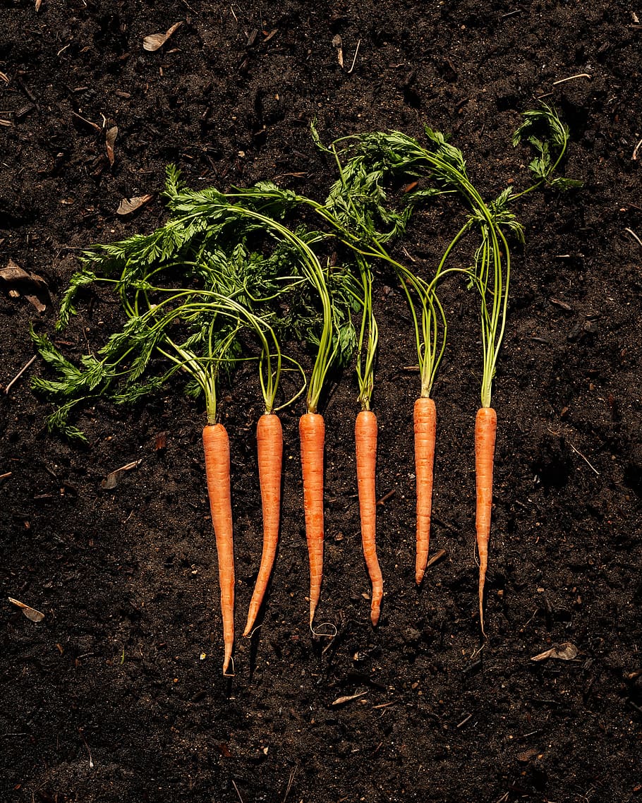 carrots, soil, top, view, vegetables, dirt, garden, food, background, earth