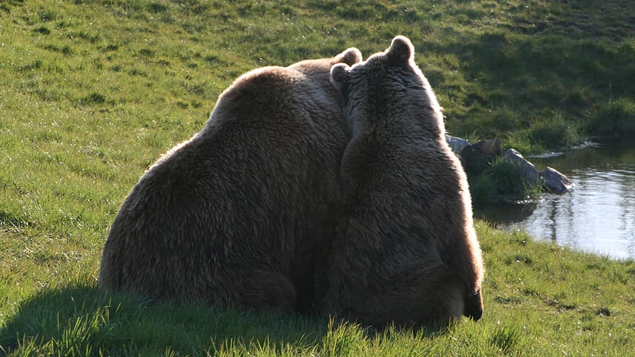 brown bears, the scandinavian wildlife park, kolind, århus, denmark, animal themes, animal, mammal, grass, plant