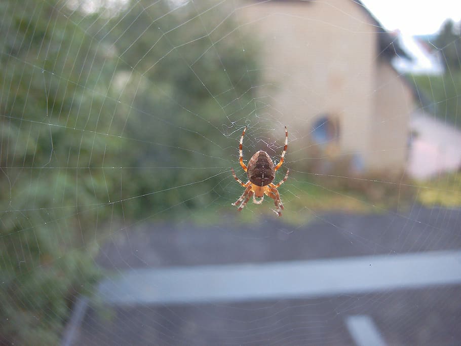 spider, spiderweb, web, arachnid, nature, orbweaver, suburban, window, cobweb, animal