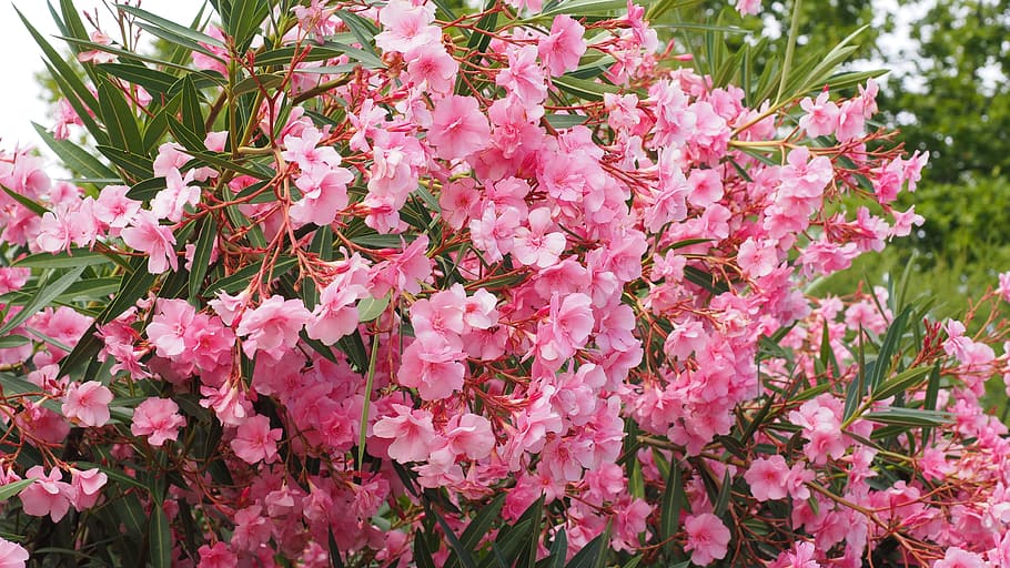 close-up photography, pink, oleander flowers, bloom, oleander, bush, nerium oleander, laurel rose, dog gift greenhouse, apocynaceae