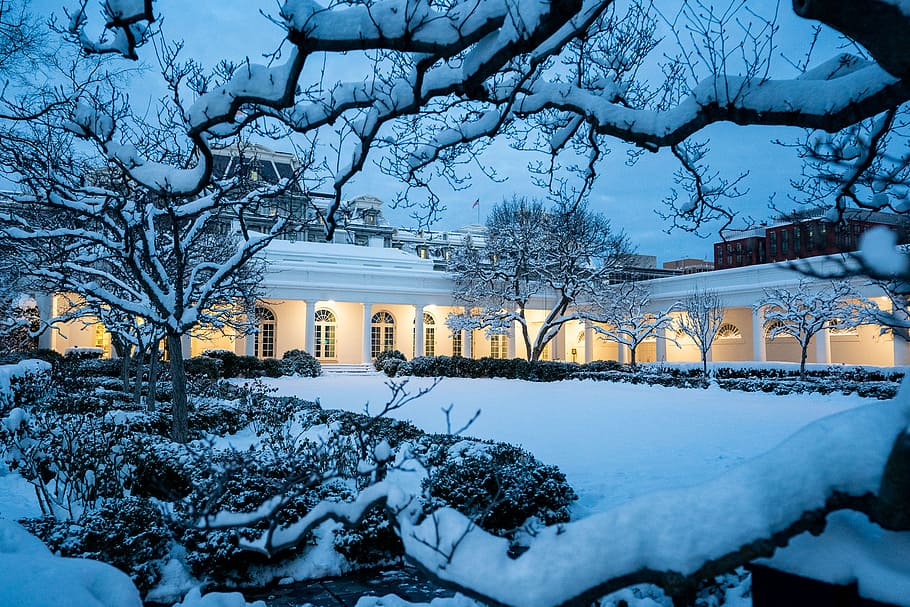 The Rose Garden, Covered, Snow, 14 de janeiro, mangueira de concreto branco, inverno, neve, temperatura fria, árvore, arquitetura