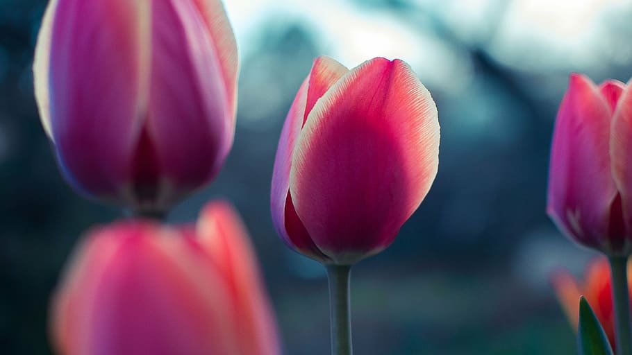 selective, focus photography, pink, tulip flowers, tulip, flower, petal, bloom, nature, plant