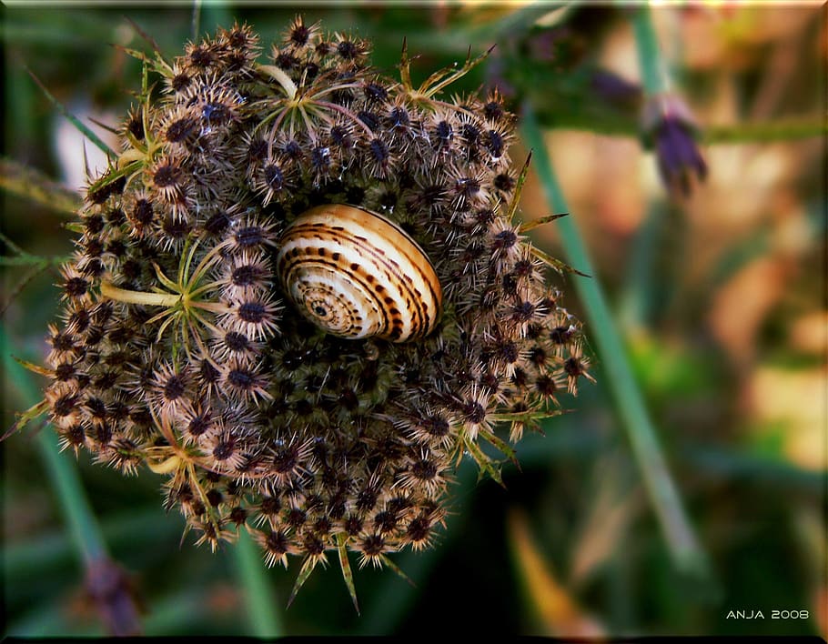 snail, shell, close up, snail shell, animals, mollusk, nature, plant, flower, flowers
