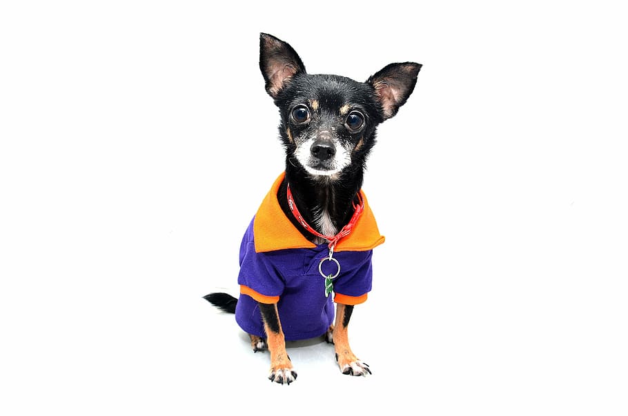 cachorro, vestindo, roxo, fotografia da camisa, chihuahua, animal, animal de estimação, engraçado, fofo, cão isolado