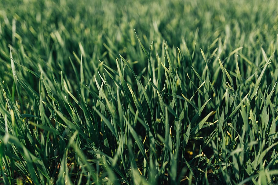 closeup, green, grass, lawn, Close-ups, green color, growth, plant, field, land