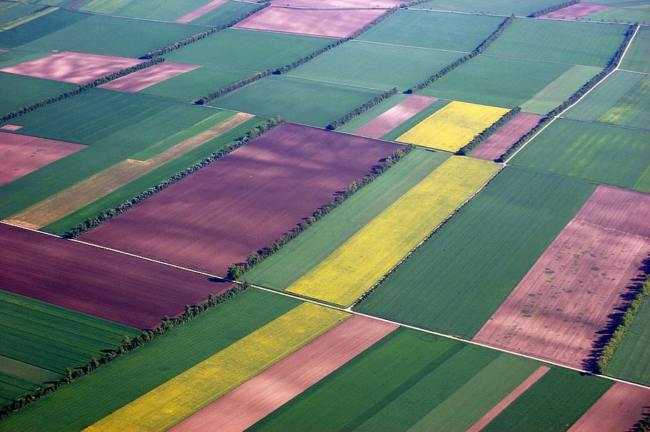 aerial view, fields, color, summer, agriculture, rural scene, farm, patchwork landscape, field, land