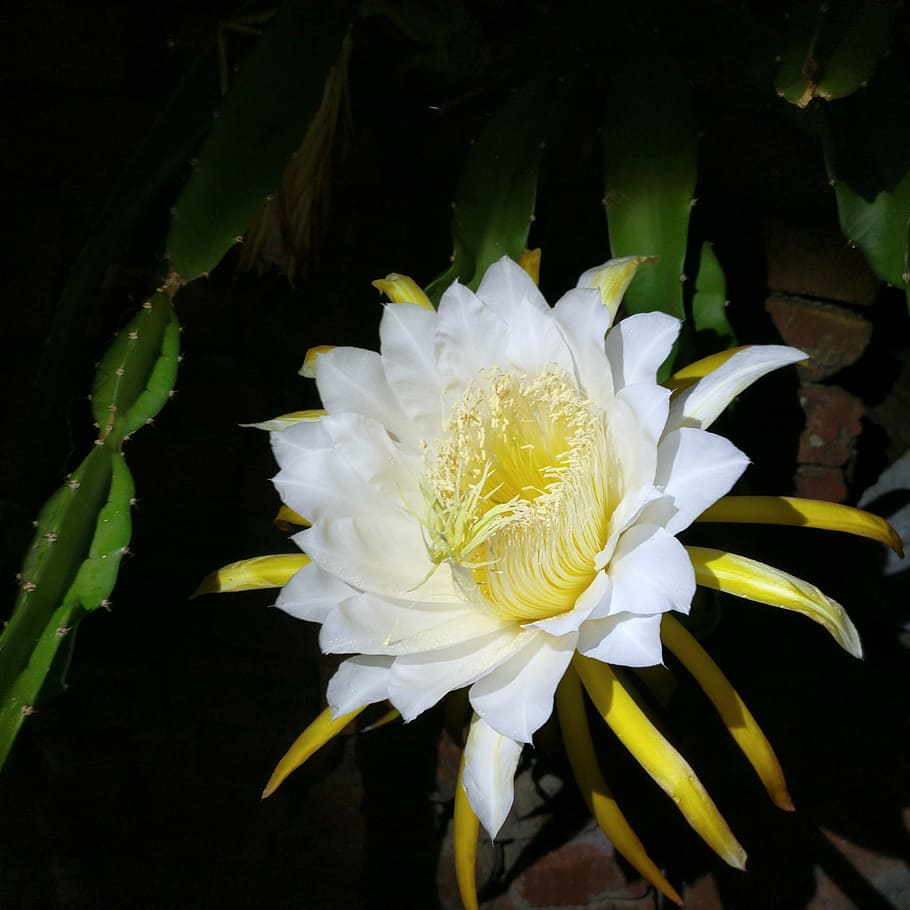 noche, flor, epiphyllum, cactus orquídea, cactus, cactus de escalada, floración, naturaleza, pétalo, planta