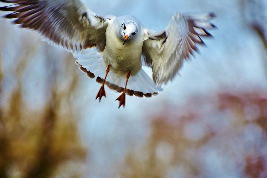 illustration, white, brown, flying, bird, seagull, water bird, flight, seevogel, in flight