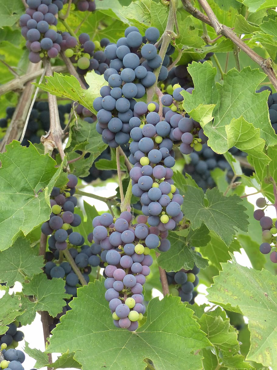 grapes, blue, vine, colors, leaf, summer, fruit, grape, agriculture, vineyard