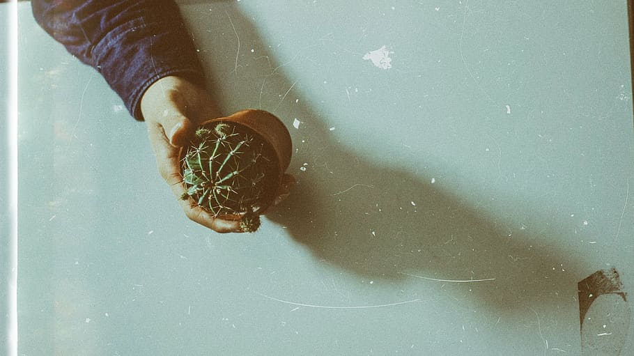 person, holding, succulent, plant, thorn, green, Cactus, nature, pot, table