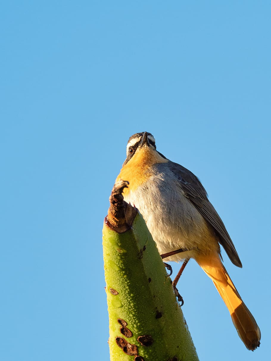 cape robin-chat, bird, nature, wildlife, animal, wild, branch, beak, blue, tree