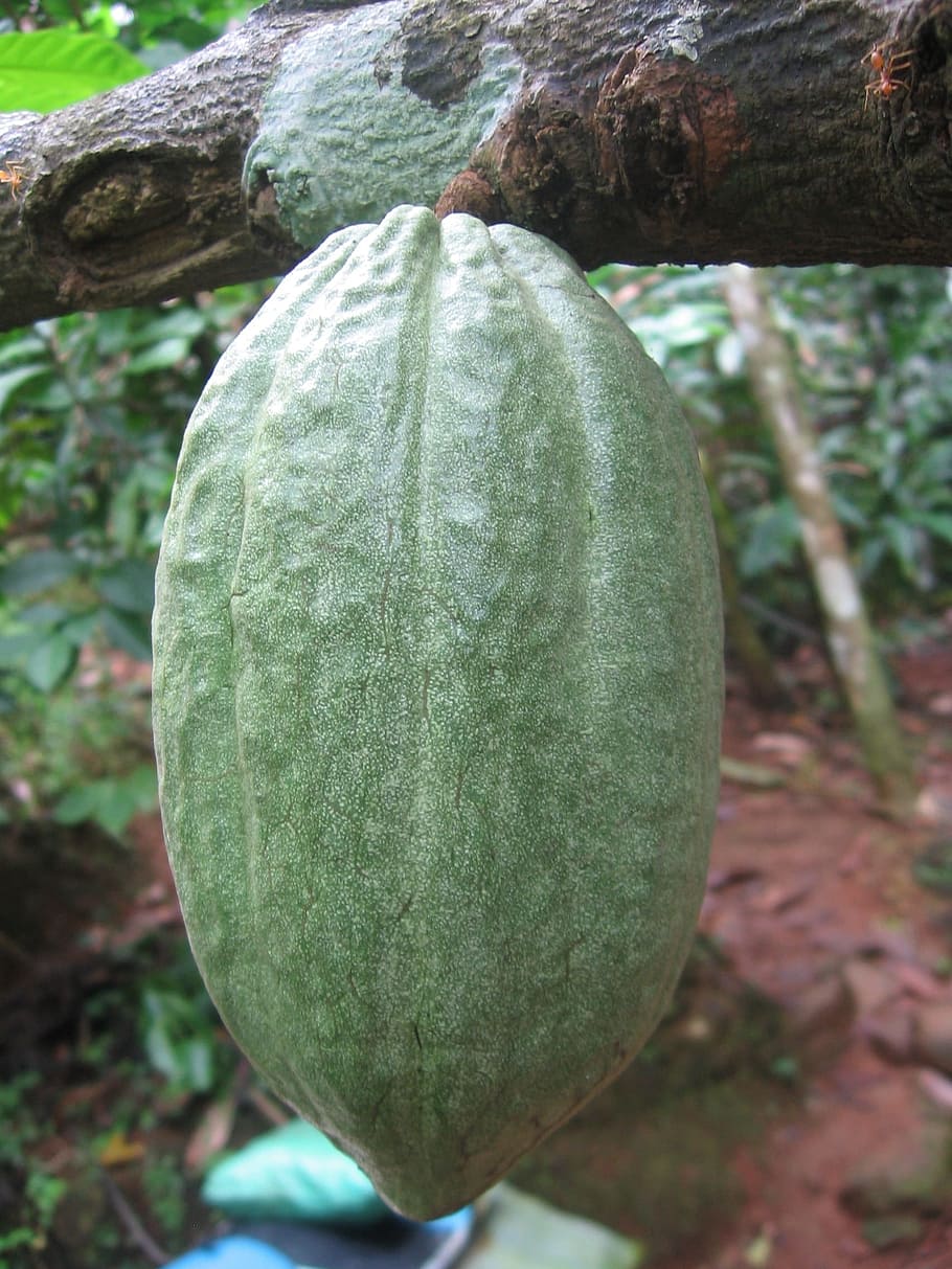 cacao fruit, hanging, branch, Cocoa Bean, Fruit, Cacao, cocoa, cocoa fruit, chocolate, sweet