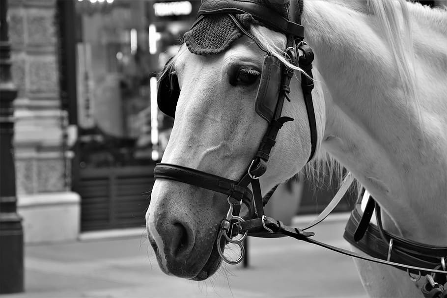 horse, the head of the, city, harness, portrait, the horse, riding, stallion, white, livestock
