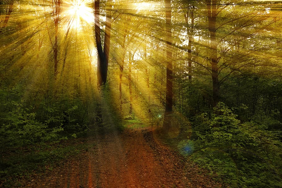 hutan pada siang hari, sinar, hutan, alam, lanskap, cahaya, matahari, sinar matahari, cerah, musim gugur