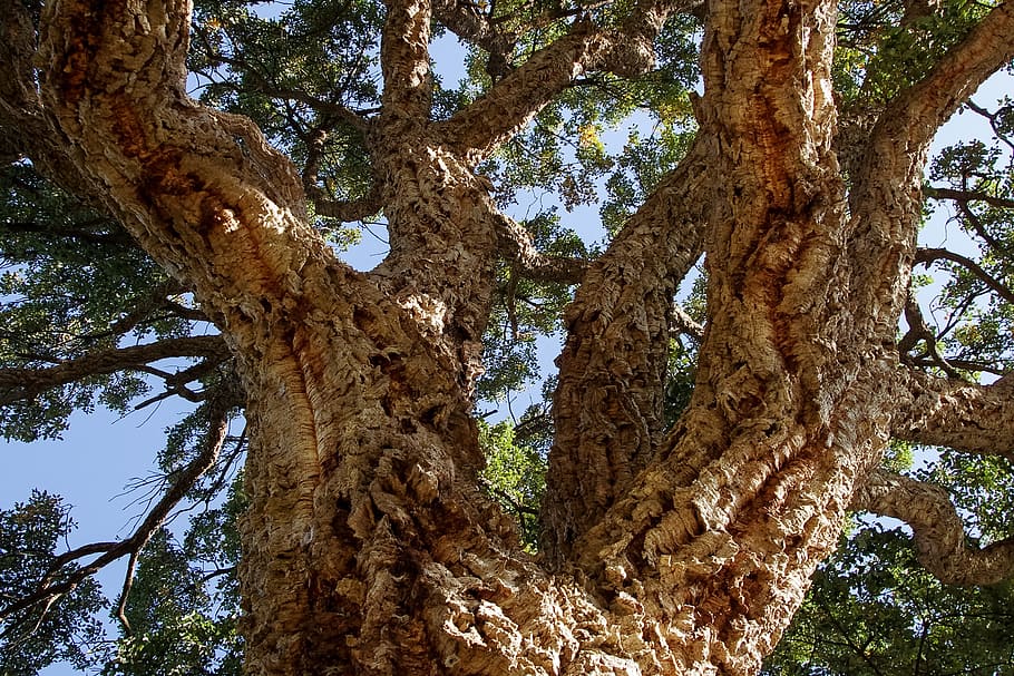 Oak, Cork, Quercus Suber, Evergreen, tree, trees, bark, strength, nature, forest