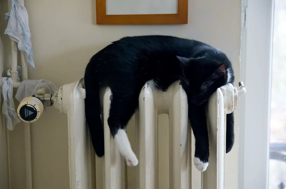 black, white, cat, lying, oil heater, warm up, animal, heating, domestic animal, animal themes