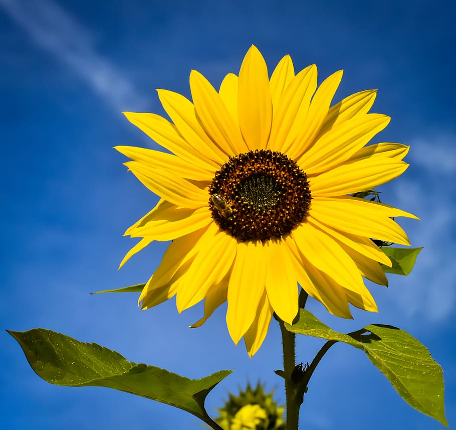 sunflower, summer, garden, blossom, bloom, yellow, insect, helianthus, nature, pollination