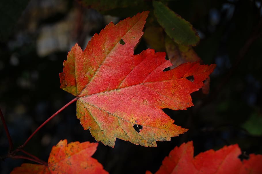 赤, 茶色, 葉, 植物, 自然, 秋, 季節, 黄色, オレンジ色, 10月