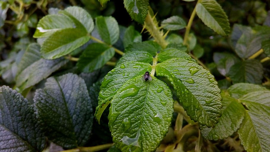 fly, insect, after the rain, damp, leaves, flora, rose hip, plant part, leaf, green color