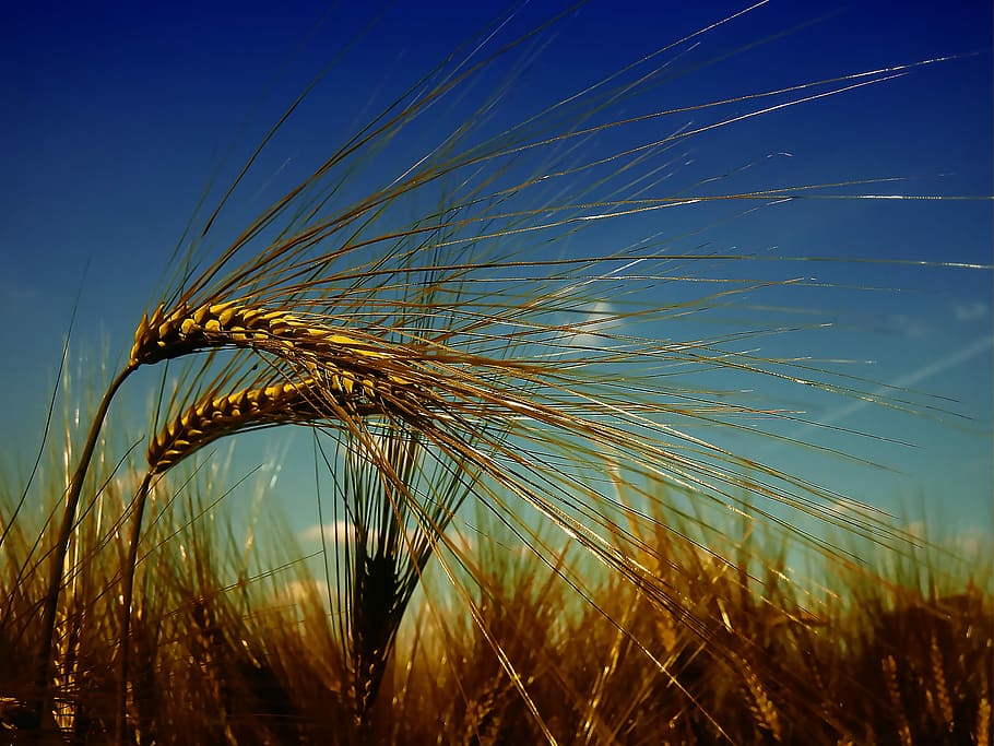 brown rice grain, wheat, harvest, summer, cereals, field, durum wheat, epi, cultures, agriculture