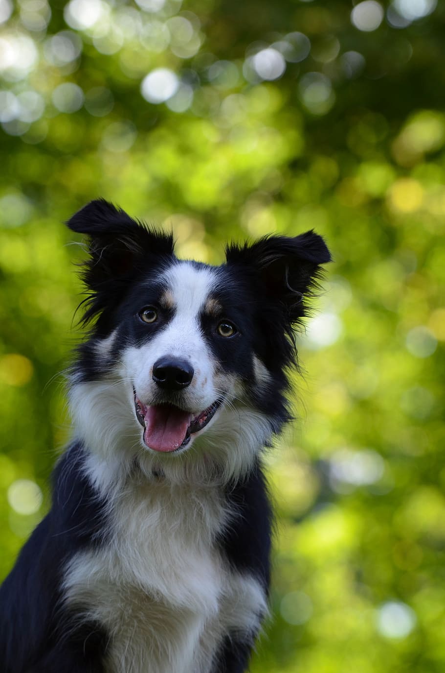 Border Collie, Retrato, Cabeza, Mascota, perro pastor británico, bokeh, perro, mascotas, animal, canino