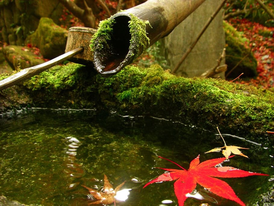 fuente de bambú, soleado, cielo, Japón, hojas otoñales, Kyoto, arce, musgo, arces, otoño