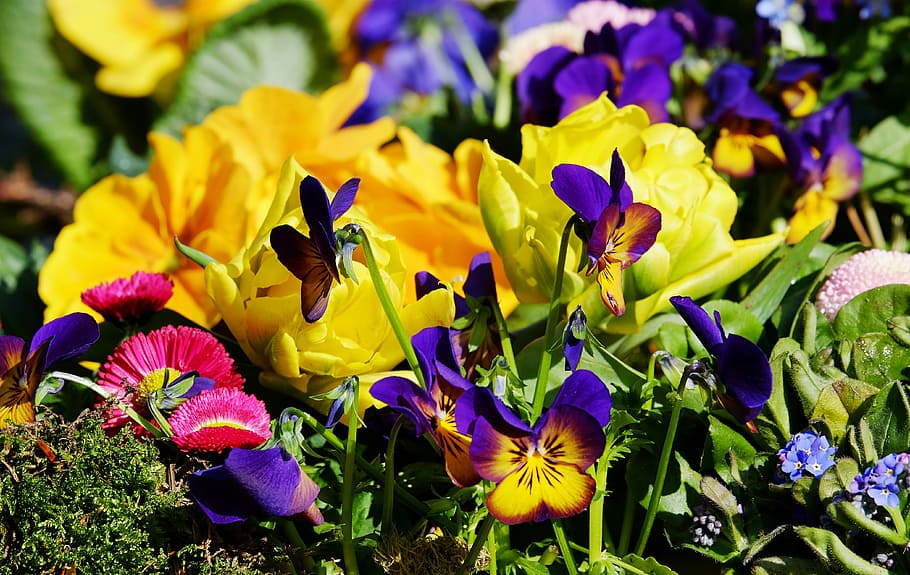púrpura, fotografía de flores de pétalos, flores, colorido, hermoso, mar de color, estado de ánimo, flores de colores, atmósfera, color