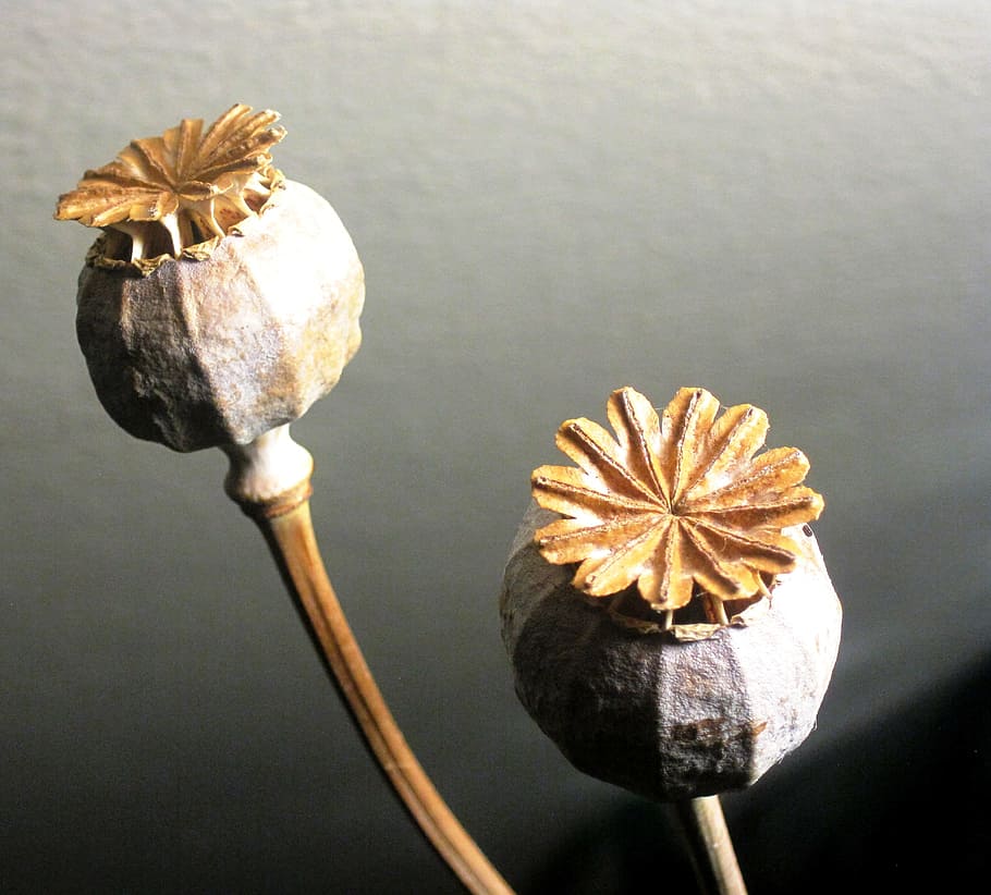 seed pods, poppy, dried, bleached, textured, natural, dry, organic, agriculture, brown