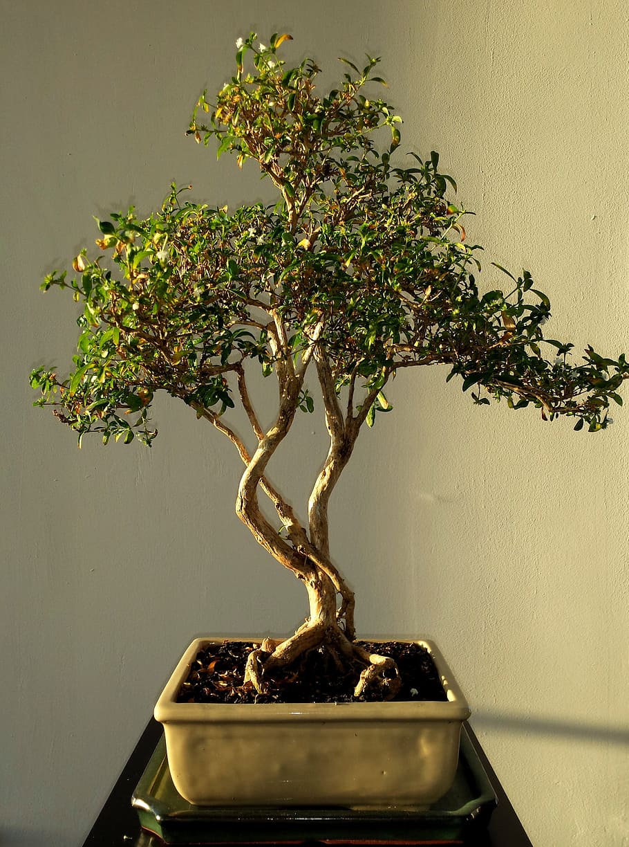 bonzai tree, ceramic, pot, bonsai, leafs, green, tree, plant, nature, growth