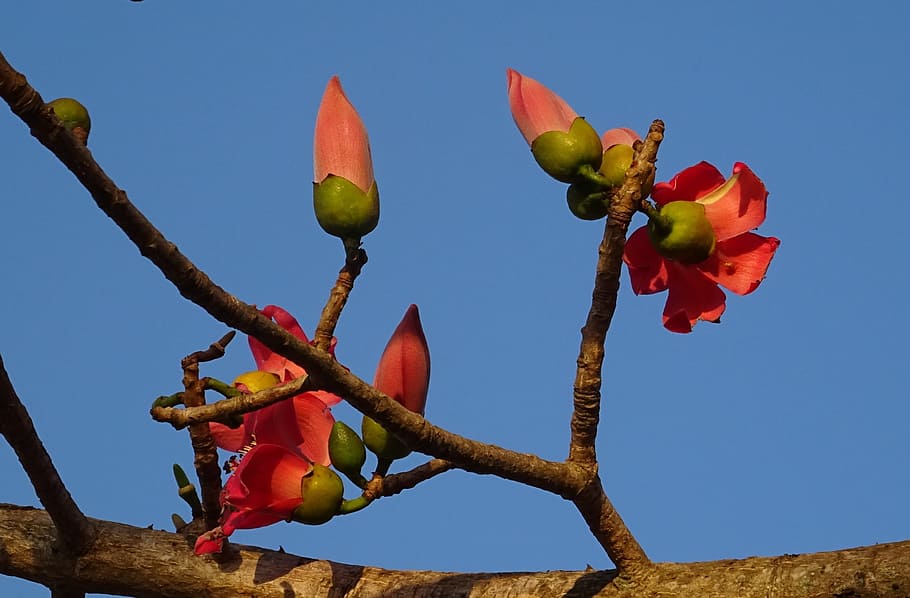Flower, Bud, Bombax Ceiba, flower, bud, shimul, cotton tree, red silk-cotton, red cotton tree, silk-cotton, kapok