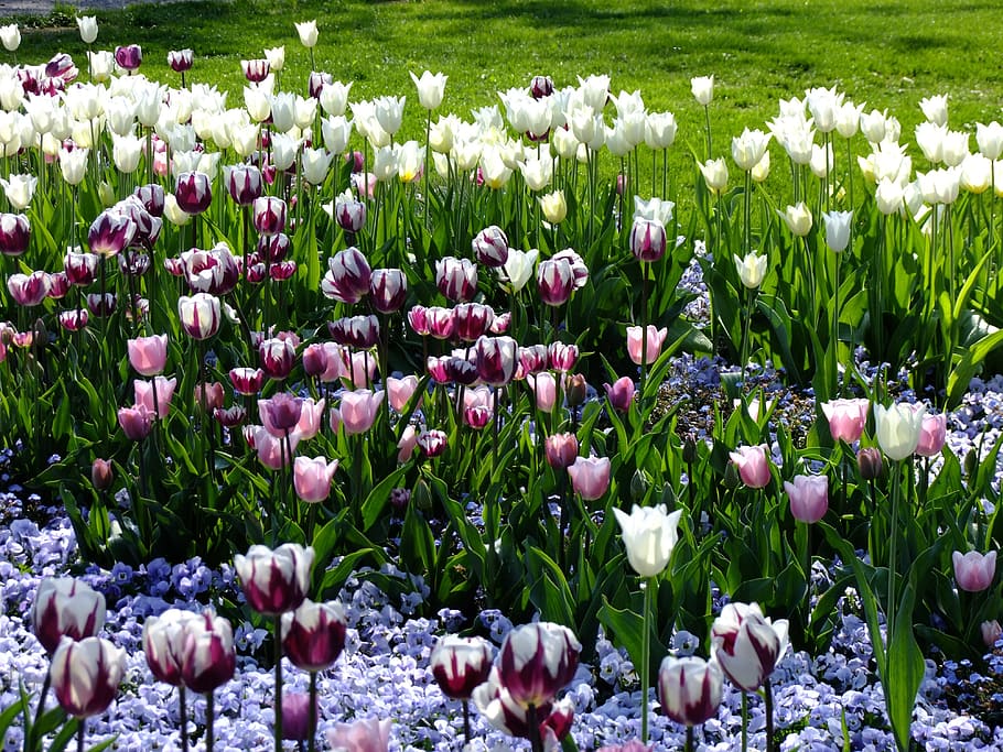 Tulips, Tulipa, Breeding, Tulip, breeding tulip, tulpenzwiebel, schnittblume, flower, spring, blossom