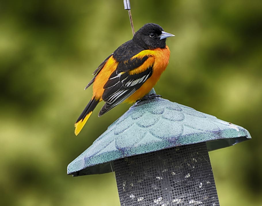 belo pássaro, shows de beleza, fatias de laranja, baltimore oriole, baltimore, beautiful, beauty, bird, day, next