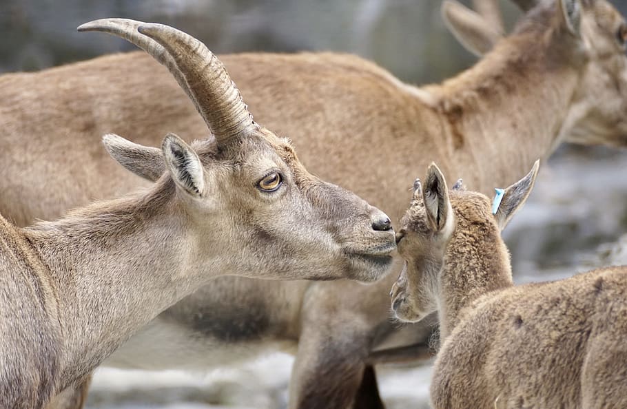 Capricorn, Cute, Calf, young, young animal, mother, nature, ibex, mountains, alpine