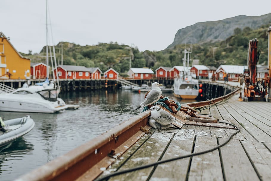 Noruega, pesca, pueblo, lofoten, gaviotas, edificios, barcos, agua, montañas, viajes